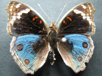 Junonia orithya albicincta - Adult